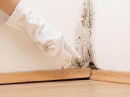 Reliable Greenville, SC Mold Removal Solutions